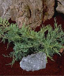 Juniperus virginiana Grey Owl - Pencil Cedar with a small gray rock on brown soil, placed in front of a tree trunk.