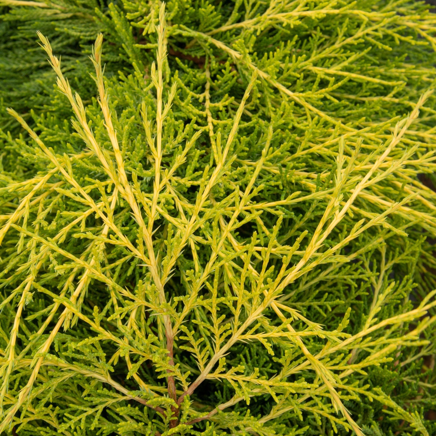 Close-up of Juniperus x media Old Gold - Pfitzer Juniper showcasing its dense, textured pattern with thin elongated leaves in green and yellow, typical of the gold foliage conifer.