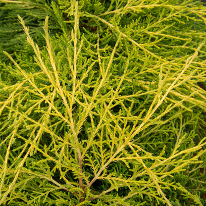 Close-up of Juniperus x media Old Gold - Pfitzer Juniper showcasing its dense, textured pattern with thin elongated leaves in green and yellow, typical of the gold foliage conifer.