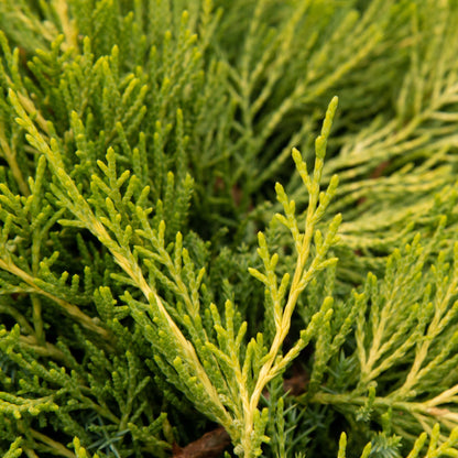 Close-up of dense green coniferous branches with needle-like foliage, highlighting the subtle golden hue of Juniperus x media Old Gold - Pfitzer Juniper.