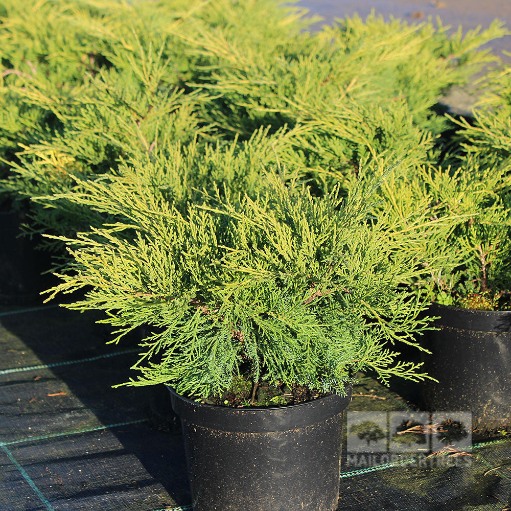 Juniperus x media Old Gold Pfitzer Juniper shrubs are displayed outdoors on a black surface.