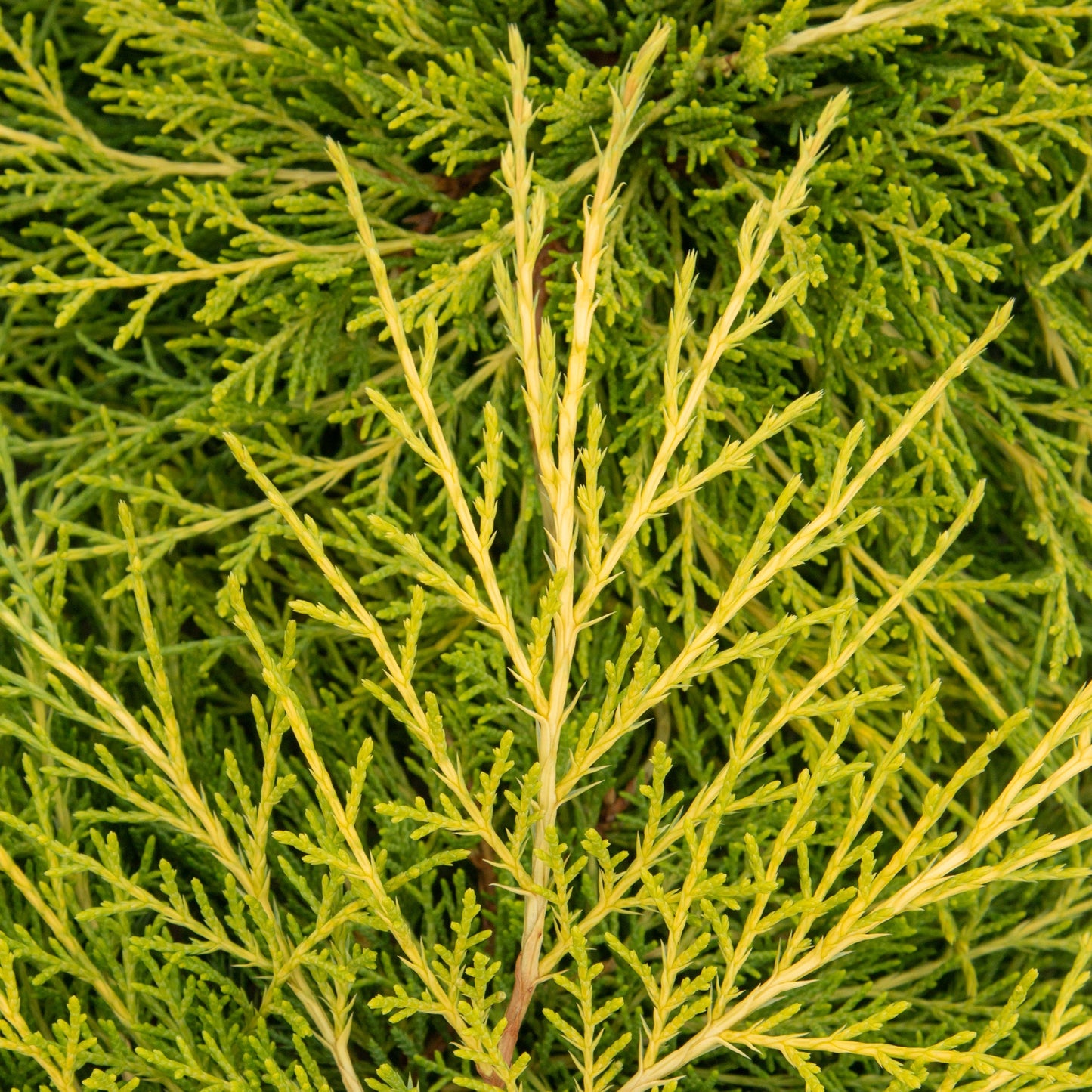 A close-up of Juniperus x media Old Gold branches shows fine needle-like leaves, highlighting the lush green texture typical of this gold foliage conifer.