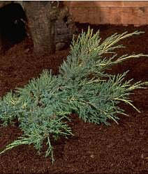 A small Juniperus x media Pfitzeriana Aurea shrub with dense, needle-like foliage and yellow hints, thriving in brown soil.