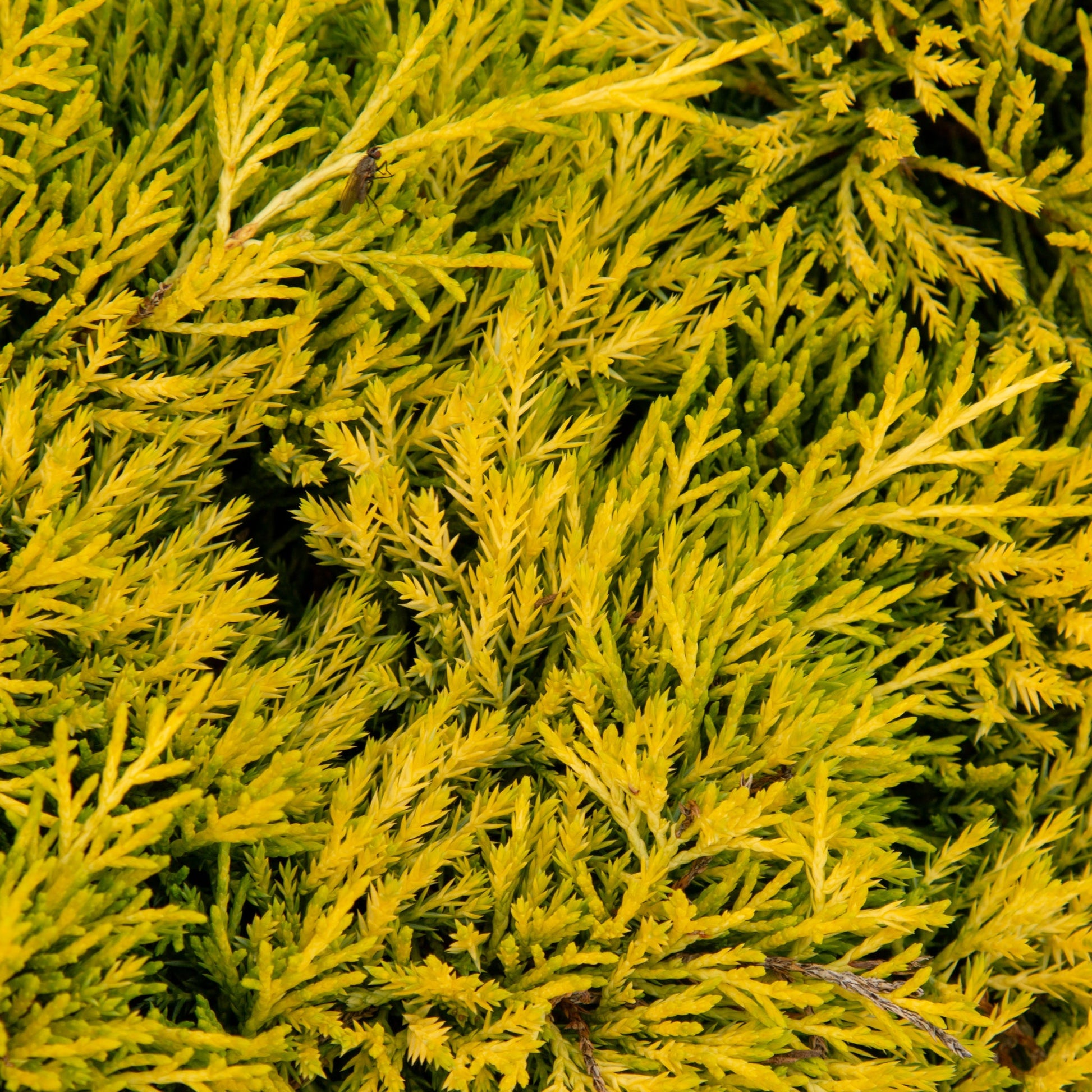 Close-up of dense, golden yellow needle-like foliage representing Juniperus x pfitzeriana Golden Joy, a drought-tolerant evergreen shrub.