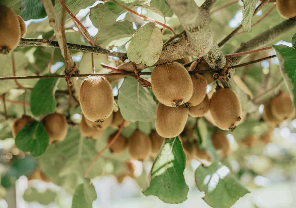 Kiwi Plants: A Taste of the Exotic in Your Garden.