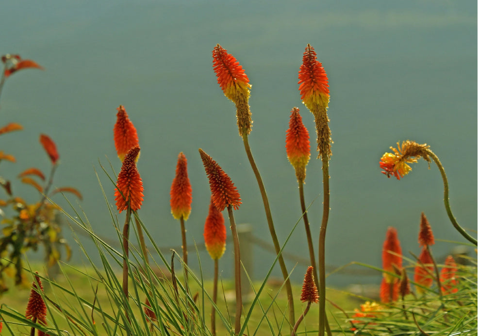 Resilient and Thrives in Sunny, Dry Areas.