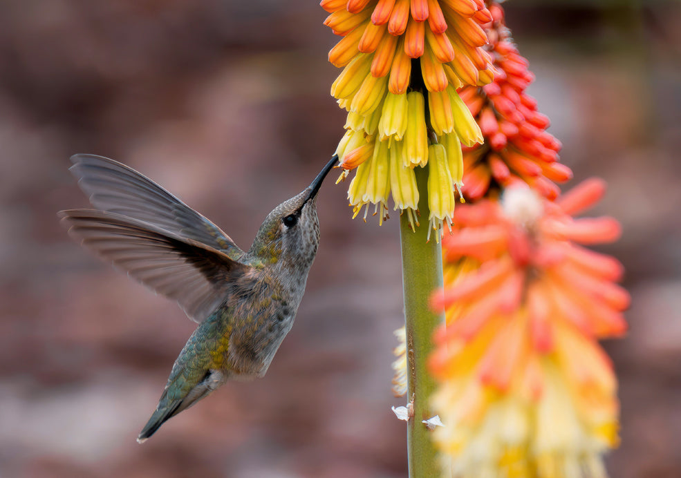 Ecological Value and Stunning Seasonal Displays.