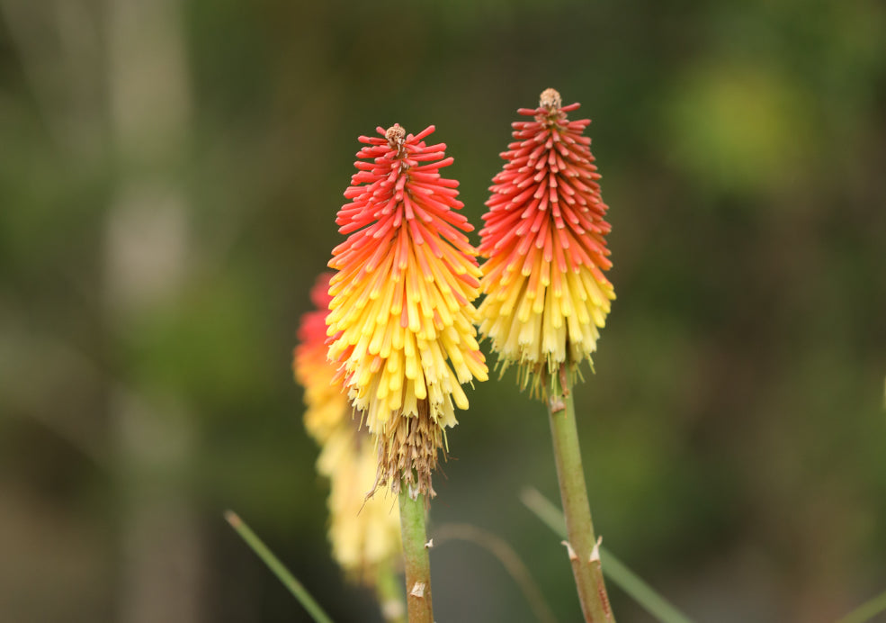 Kniphofia: A Fiery Display with Striking Form.