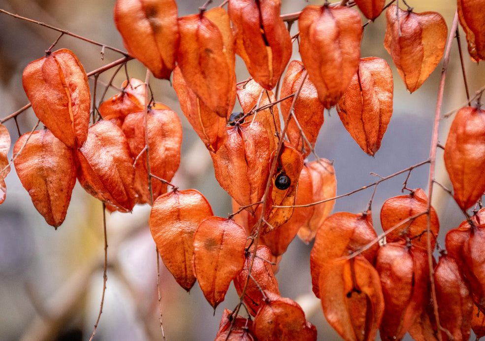 Fascinating Seed Pods and Autumn Colour.