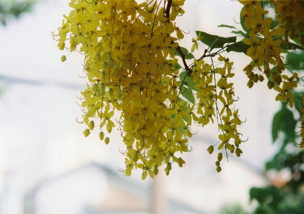 Close-up of a cluster of bright yellow flowers hanging from a branch against a blurred background.