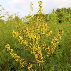 Koelreuteria Rosseels - Golden Rain Tree