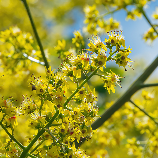 A close-up of vibrant yellow flowers with green stems and bladder-like seed pods swaying under a clear blue sky, capturing the essence of a Koelreuteria paniculata - Golden Rain Tree in full bloom.