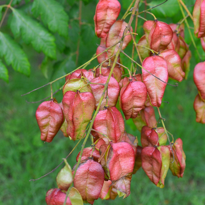 Amidst the greenery, clusters of reddish-pink bladder-like seed pods dangle, creating a vivid tableau reminiscent of the Koelreuteria paniculata (Golden Rain Tree).