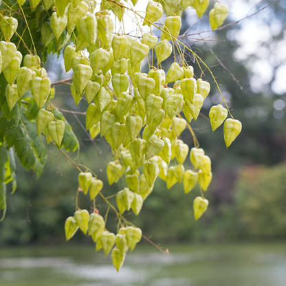 Close-up of a branch with green, heart-shaped leaves and delicate yellow flowers of the Koelreuteria paniculata - Golden Rain Tree against a blurred background of trees and water.