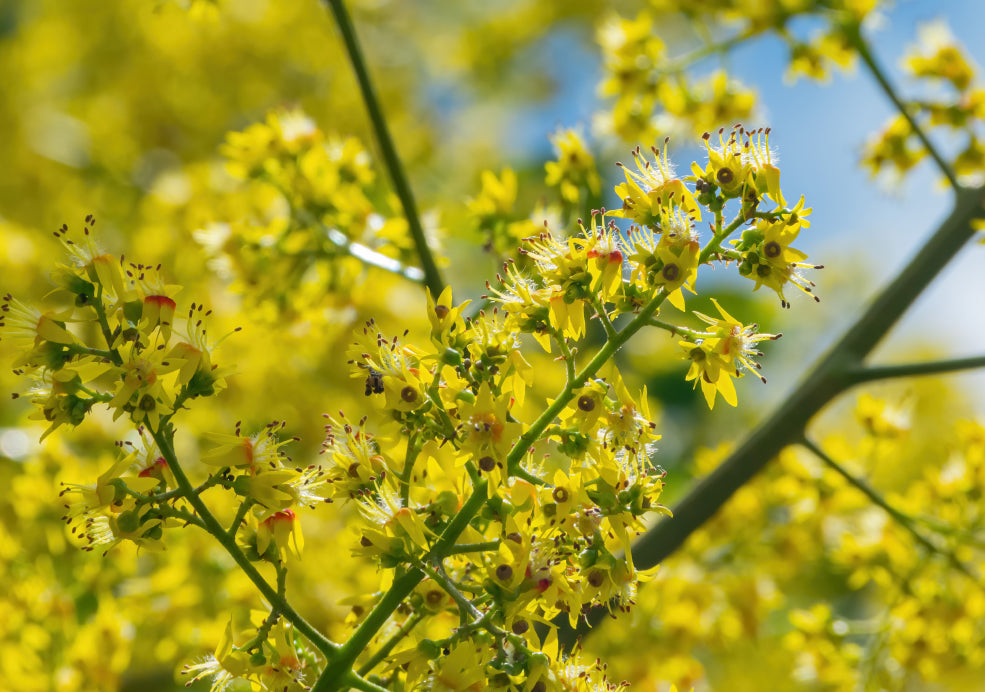 Close-up of small yellow flowers with thin green stems and delicate stamens, set against a blurred background of yellow blooms and greenery.