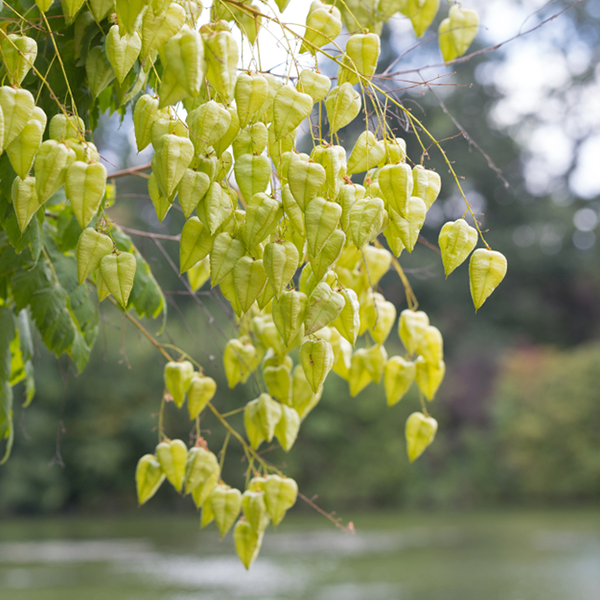 Koelreuteria Paniculata