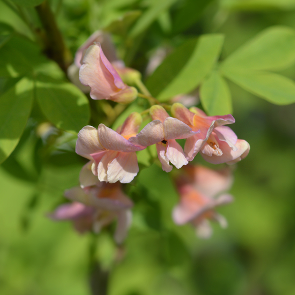 A close-up of the pink blossoms with green leaves in the background, gently illuminated by sunlight, forms a unique floral arrangement resembling a compact Laburnocytisus Adamii - Adam's Laburnum Tree.