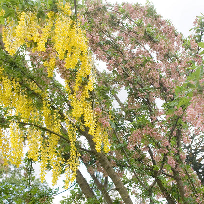 A compact Laburnocytisus Adamii, also known as Adam's Laburnum Tree, with its yellow hanging flowers stands next to a tree adorned with pink blossoms, creating an unusual flowering display under the cloudy sky.