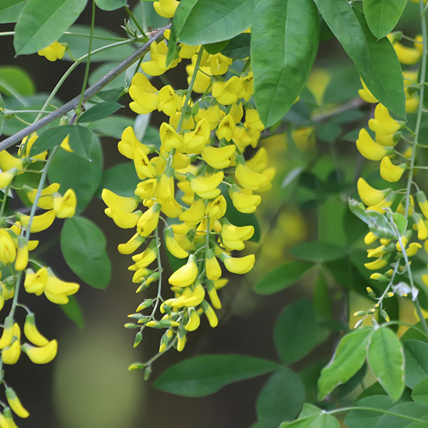 Yellow flowers bloom on the compact Laburnocytisus Adamii - Adam's Laburnum Tree, adorning a branch with green leaves in an unusual flowering display.