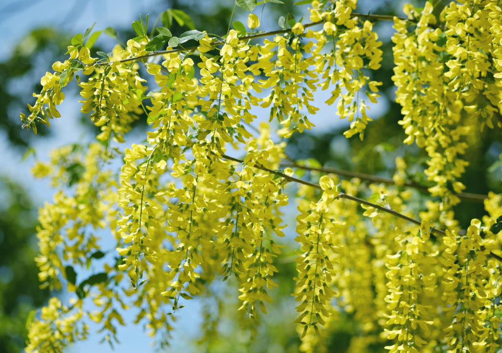 Laburnum: A Golden Cascade of Blooms.