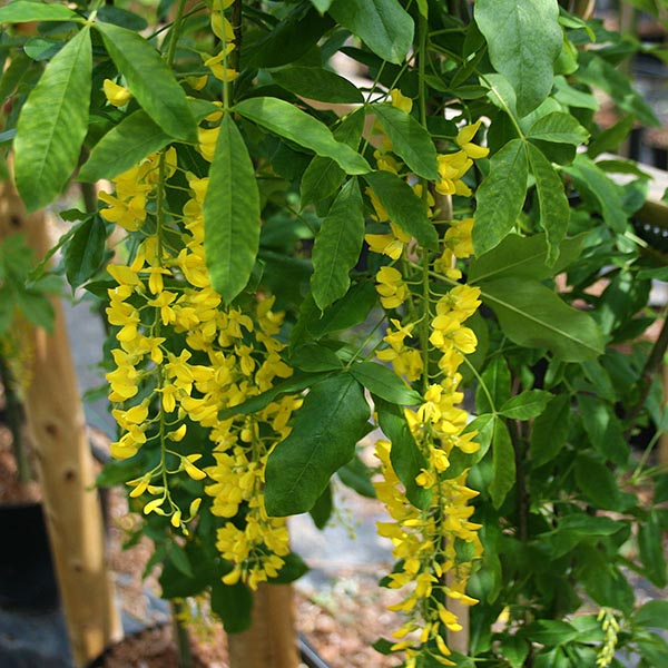 The Laburnum Pendula - Golden Chain Tree features weeping branches adorned with golden, wisteria-like blossoms that beautifully illuminate its green foliage.