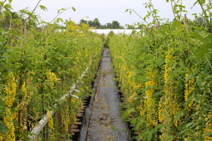 A lush green vineyard with long rows of trellised grapevines, showcasing small yellow flowers and the elegant Laburnum Vossii - Voss's Laburnum Tree, all set beneath a cloudy sky.