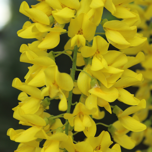 Close-up of vibrant yellow flowers in full bloom on the Laburnum Vossii - Voss's Laburnum Tree, with lush green foliage in the background.