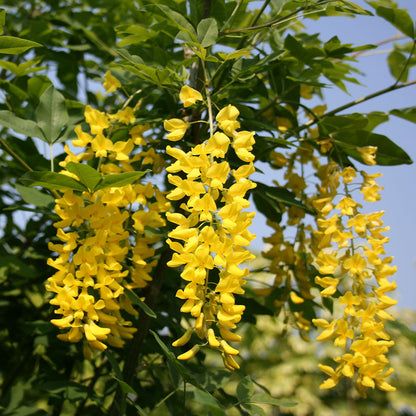 Bright yellow flowers hang in clusters on the Laburnum Vossii, an ornamental tree with lush green leaves, standing out against a vivid blue sky.