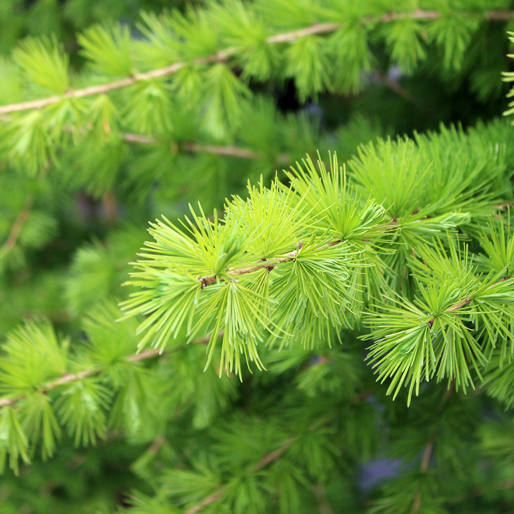 Close-up of the lush, green branches from a Larix decidua - European Larch Tree, a deciduous conifer known for its needle-like leaves.