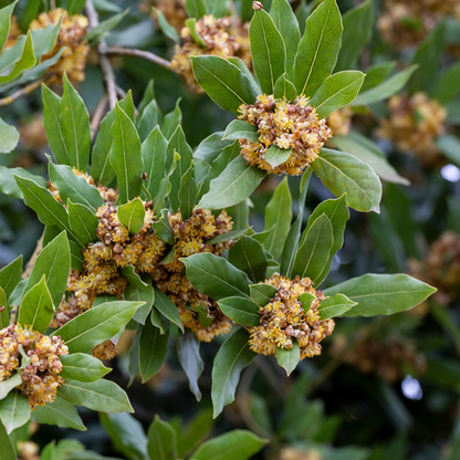 Close-up of Laurus nobilis - Bay Laurel, displaying clusters of small yellow flowers and glossy green aromatic leaves.