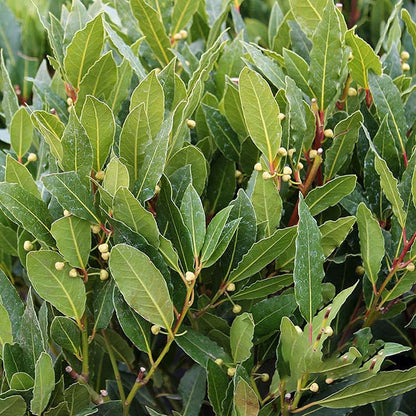 Close-up of lush, aromatic bay leaves from the Laurus nobilis - Bay Laurel, featuring small round flower buds nestled among them.