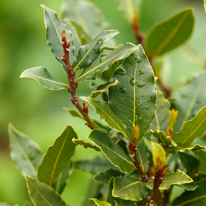 Close-up of Laurus nobilis leaves, aromatic and glistening with raindrops, on a branch against a blurred green backdrop.