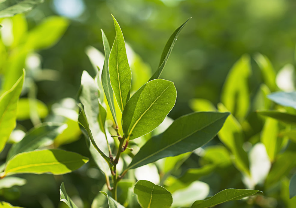 The Evergreen Elegance of the Garden.