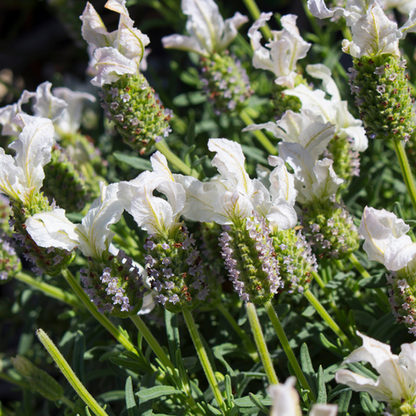 Lavandula Alba - Lavender features clusters of fragrant white flowers and green foliage, thriving in the sunlight and demonstrating its drought-tolerant nature.