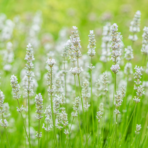 Lavandula Alba - Lavender showcases light purple blooms and fragrant petals in a lush green field, creating a serene atmosphere. This drought-tolerant plant thrives effortlessly, adding resilience to its beauty.