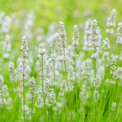 Lavandula Alba - Lavender showcases light purple blooms and fragrant petals in a lush green field, creating a serene atmosphere. This drought-tolerant plant thrives effortlessly, adding resilience to its beauty.