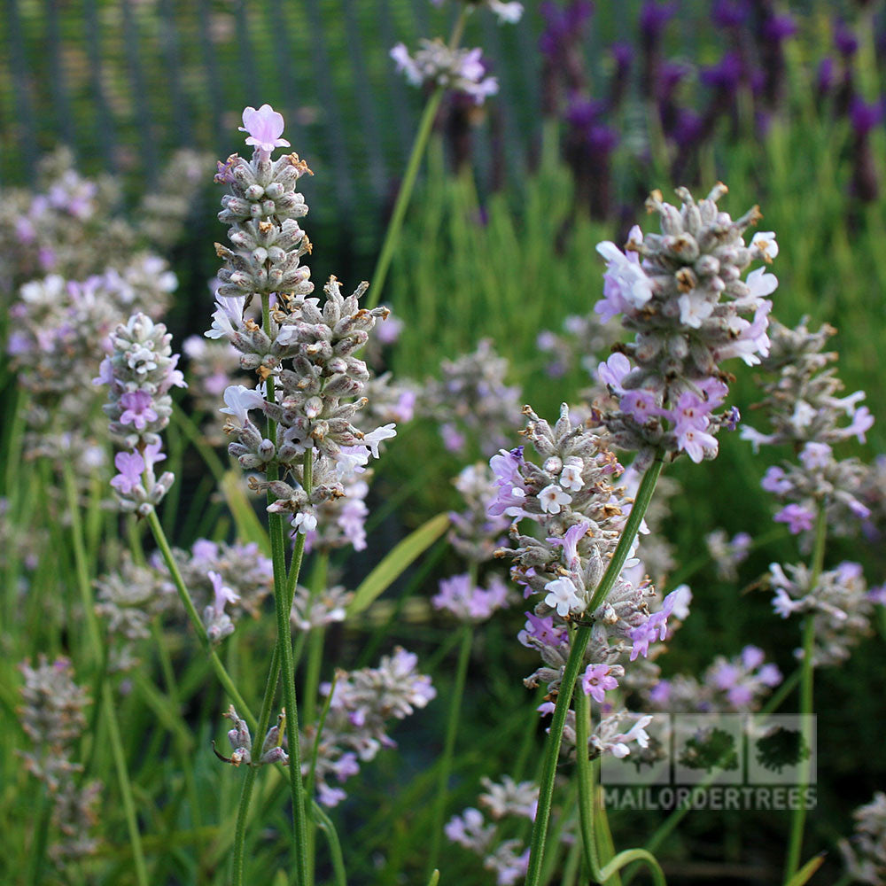 In a garden setting, the compact shrub Lavandula Coconut Ice - Lavender showcases light purple blooms and green stems, enhanced by its unique greyish foliage.