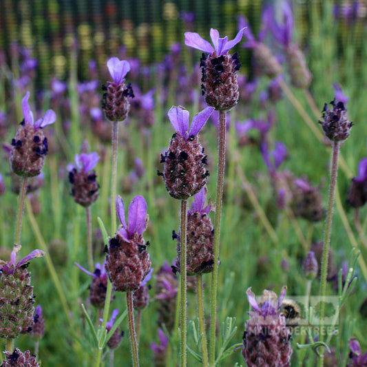 Close-up of highly scented Lavandula Fathead lavender flowers in bloom, set against a green blurred background, perfect for attracting bees.