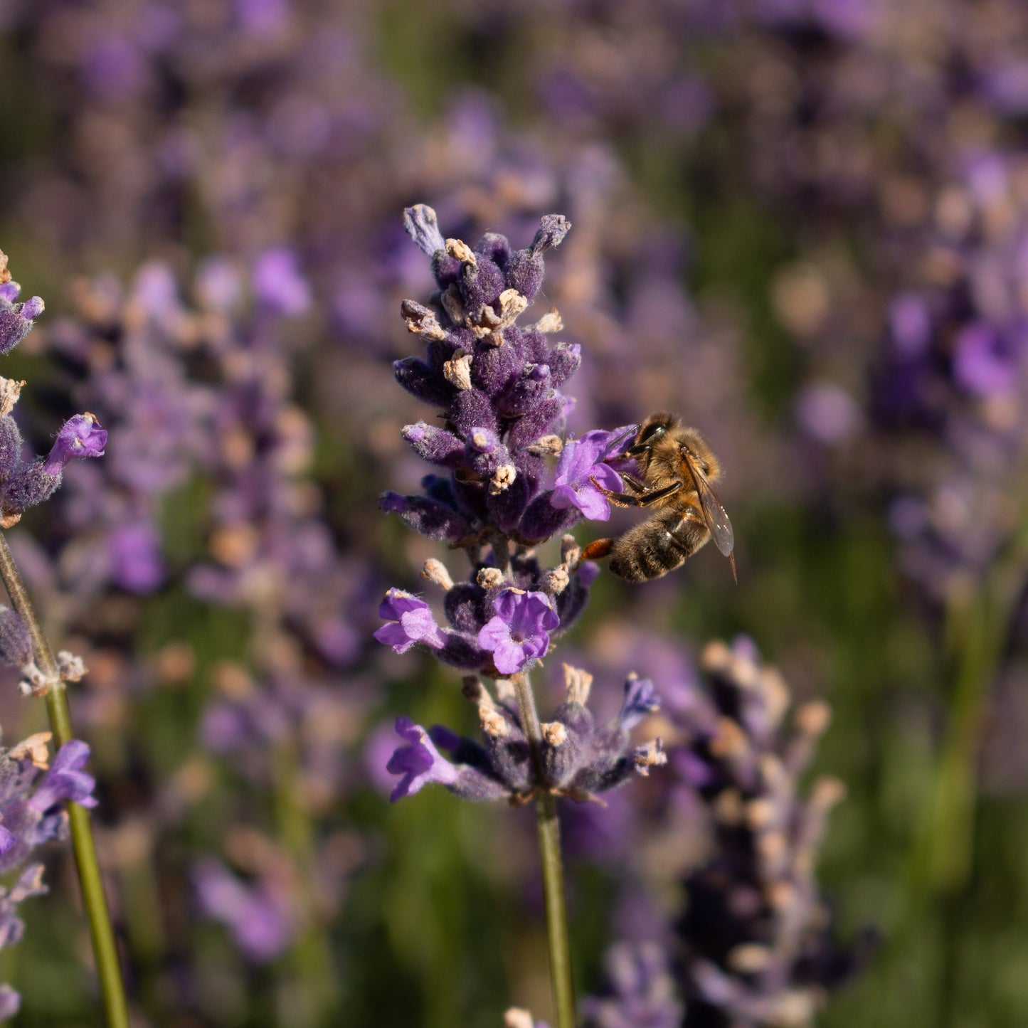 A bee gathers nectar from Lavandula Hidcote, a fragrant lavender flower, surrounded by silvery-grey leaves.