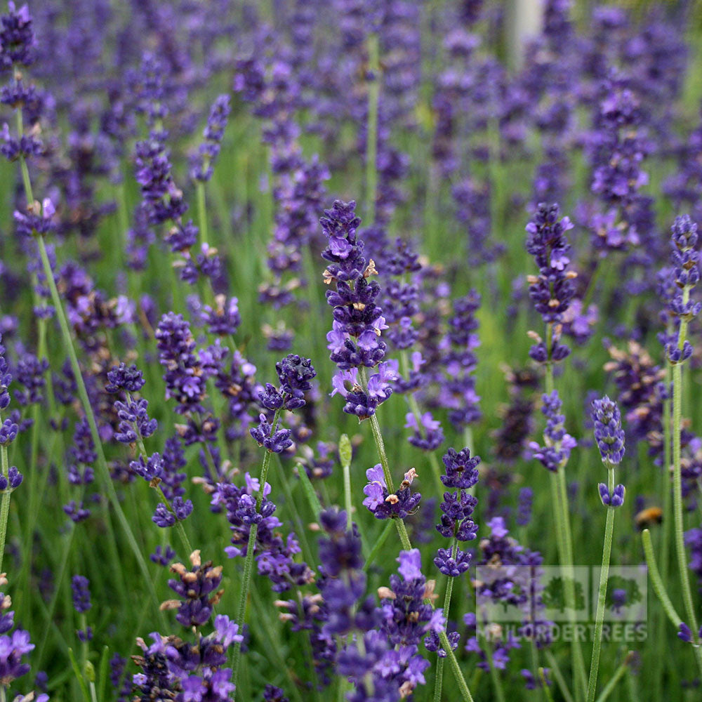 A close-up of Lavandula Hidcote reveals a field of blooming lavender with tall green stems, aromatic purple flowers, and silvery-grey leaves swaying gently in the breeze.