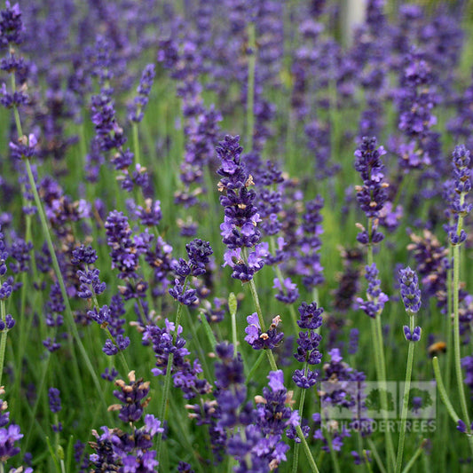 Lavandula Hidcote - Lavender