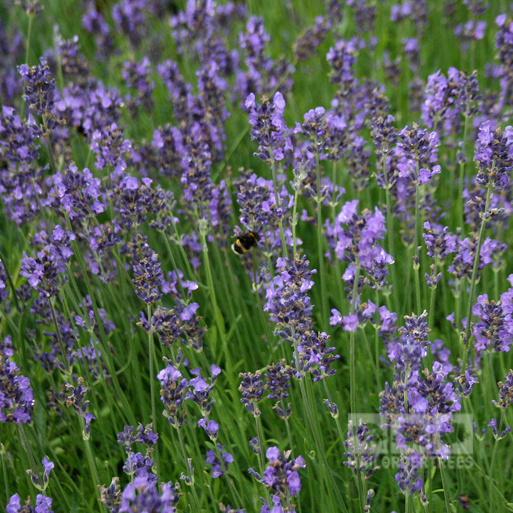 A bee hovers among clusters of aromatic Lavandula Munstead blooms in a dense green field.