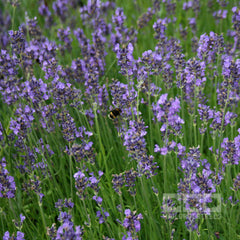 Lavandula Munstead - Lavender