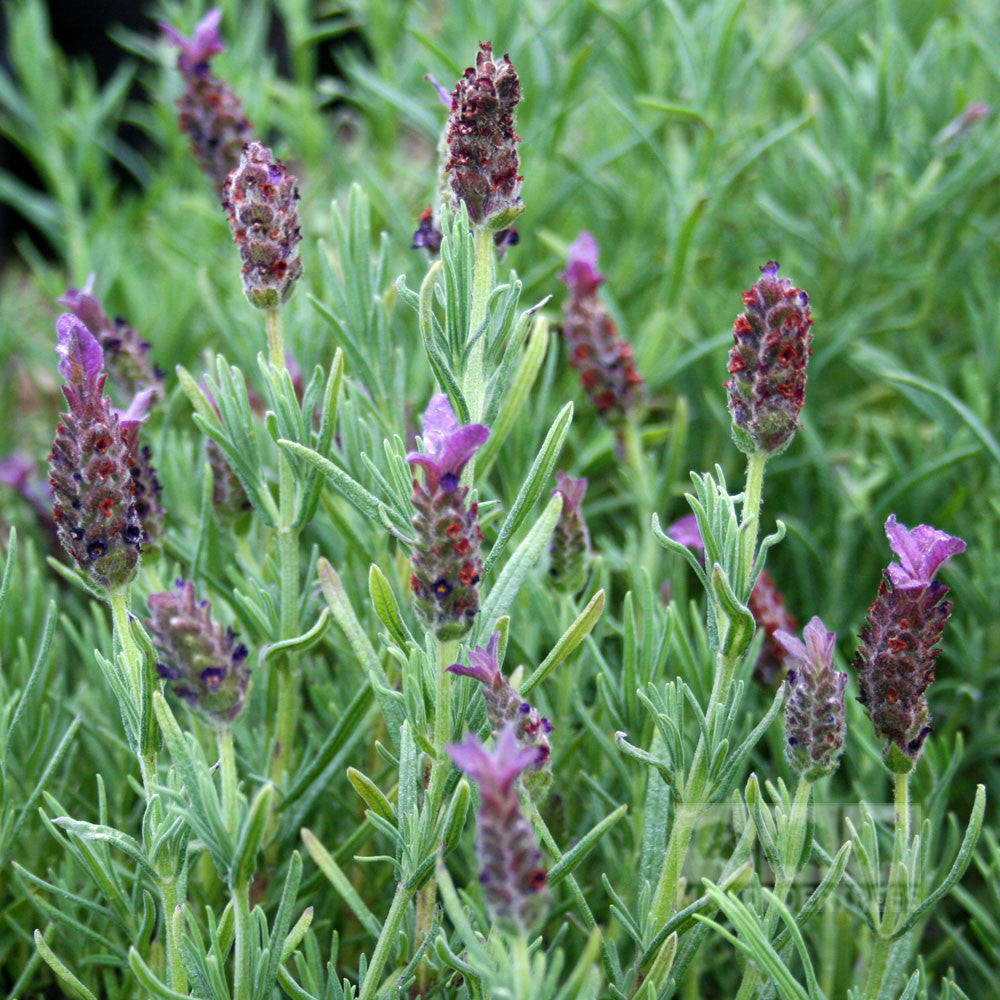 Close-up of Lavandula Regal Splendour, featuring green leaves and aromatic purple flowers.