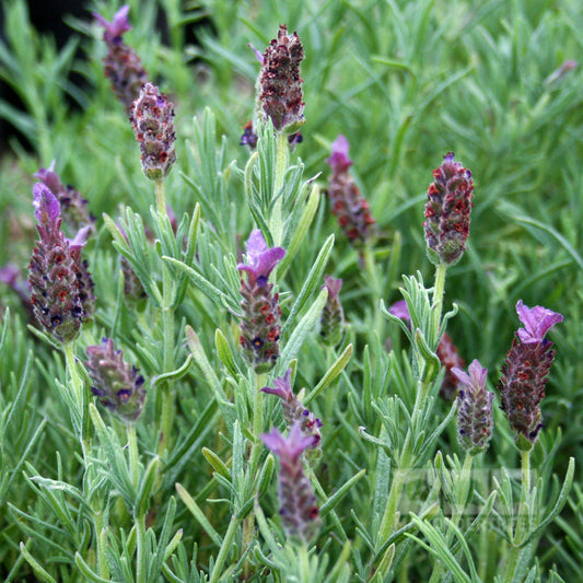 Lavandula Regal Splendour - French Lavender