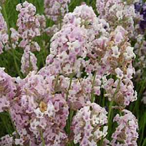 Clusters of fragrant Lavandula Rosea lavender flowers with light purple petals and green stems.