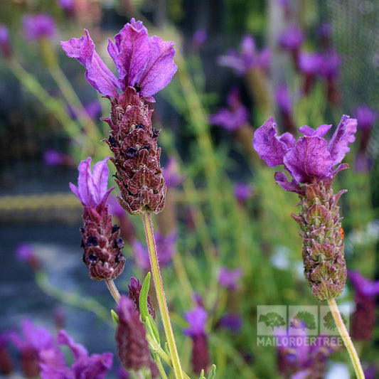 The vibrant Lavandula St Passionne - Lavender, a delightful perennial herb, blooms against a backdrop of green stems, attracting friendly pollinators.