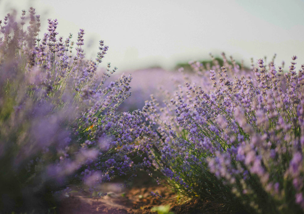 A field of blooming purple lavender under a clear sky.