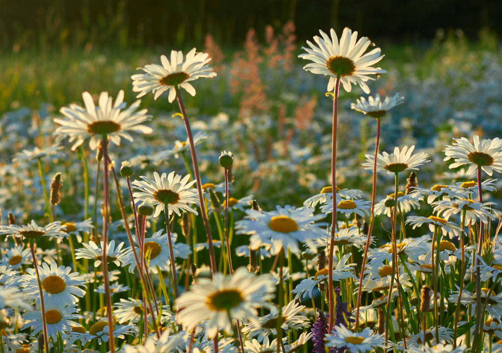 Hardy, Easy to Grow, and Perfect for Sun-Lovers.