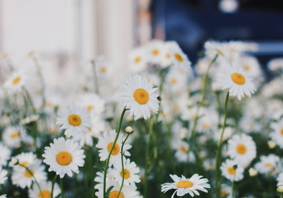 Leucanthemum: A Classic Beauty with Pure White Blooms.